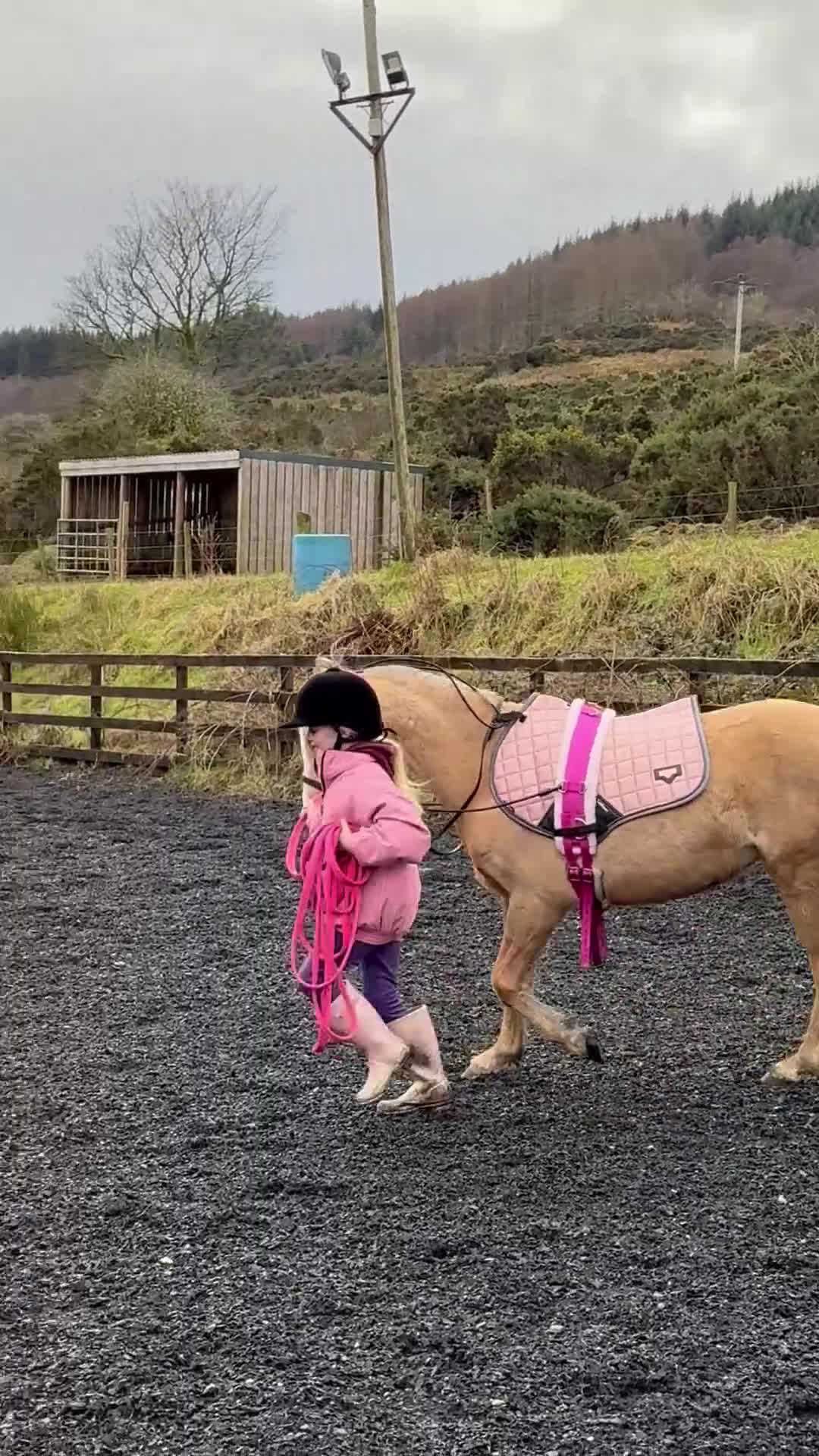 Welsh Section B horses for sale: Palomino Welsh B Non Ridden Companion/ InHand Pony - Video 2