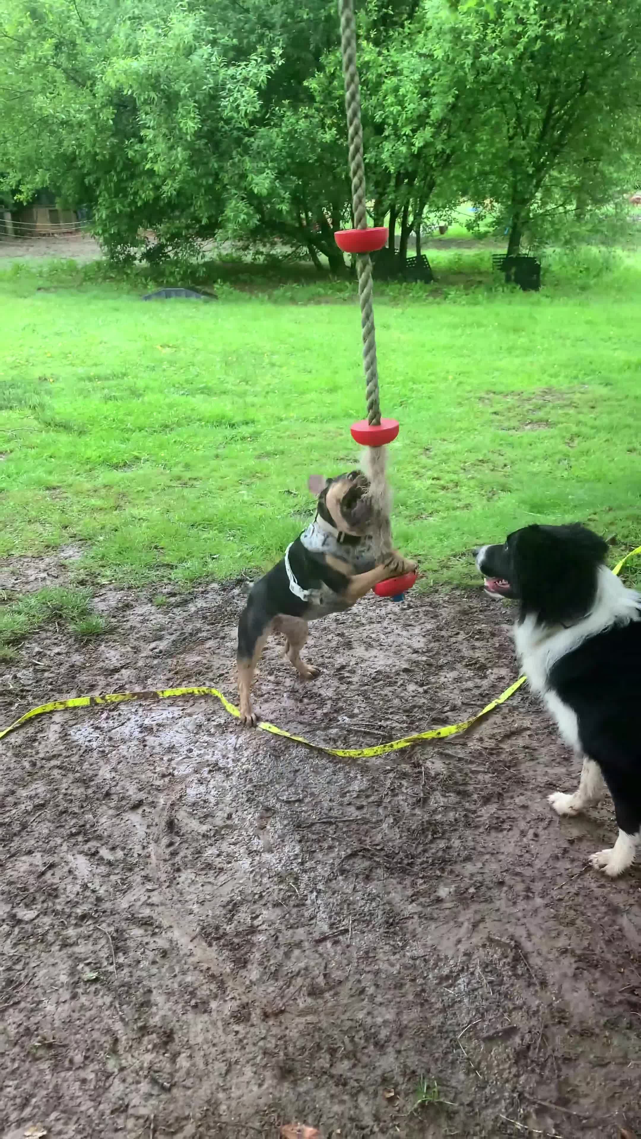 French Bulldog dogs for sale: 4 year old frenchie girl in need of a new home - Video 4