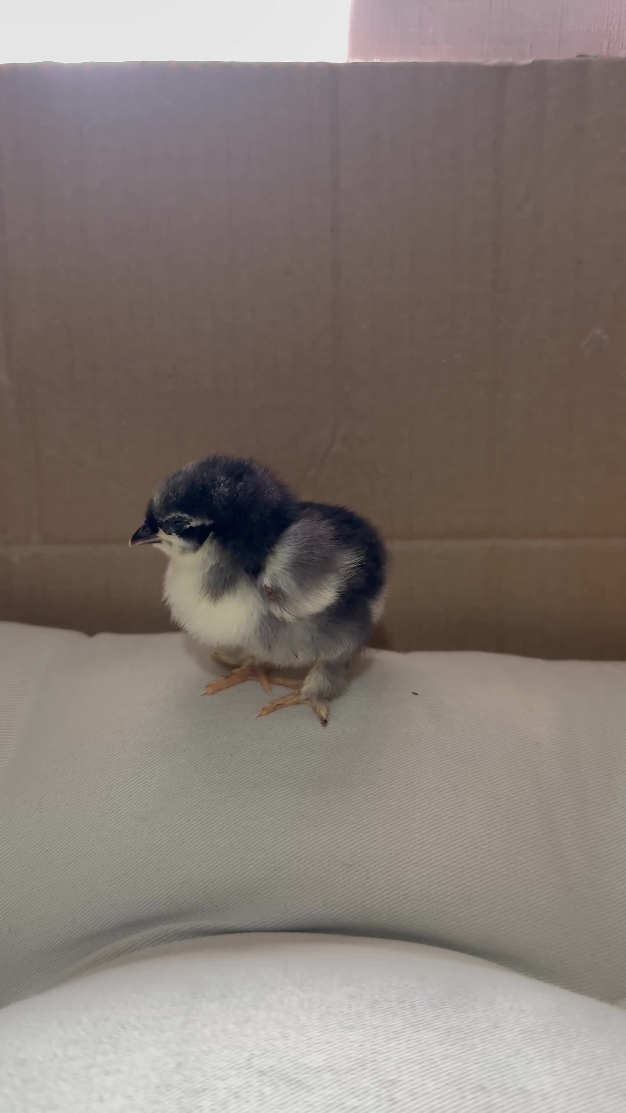 Mixed Breed poultry for sale: Adorable Silkie , Serama & Pekin Chicks - Video 3