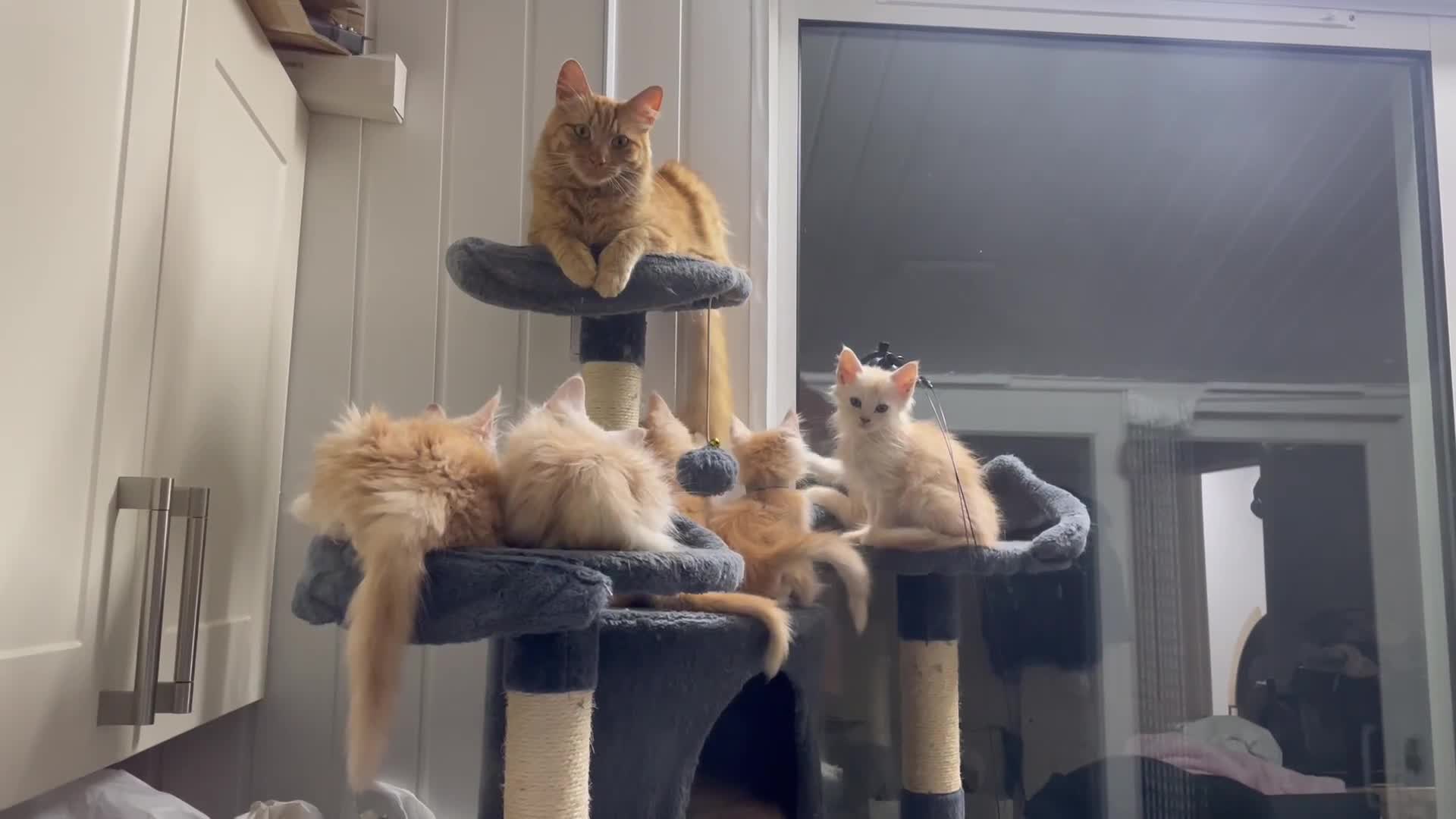 Maine Coon cats for sale: Maine Coon Cross Kittens  - Video 5