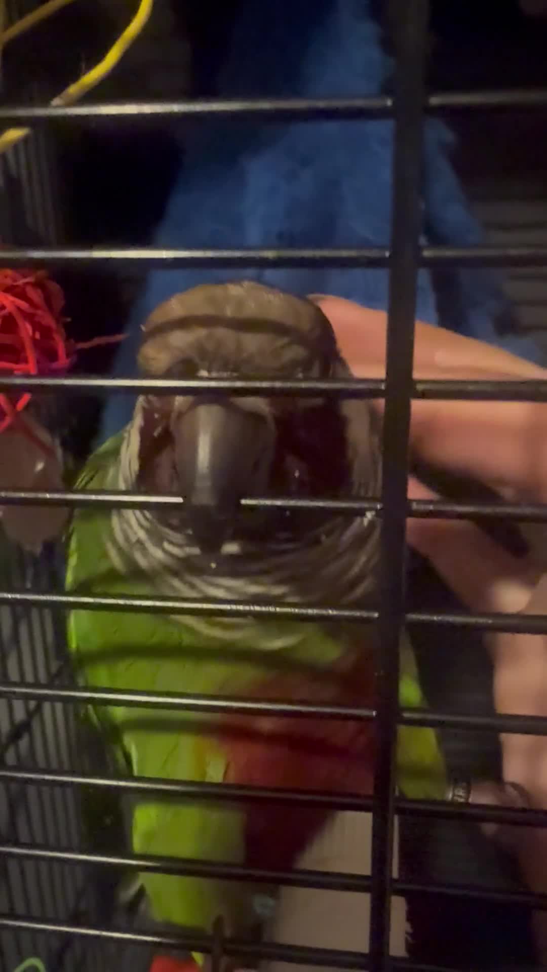 Conures birds for sale: RARE white-eared conure and cage - Video 1