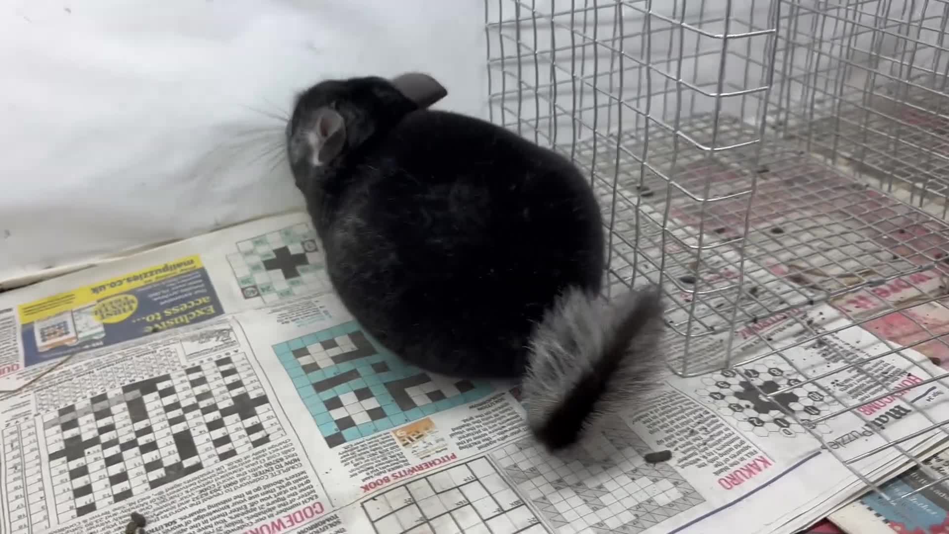 Chinchilla rodents for sale: Charlie, fabulous standard boy.  Super tame - Video 1