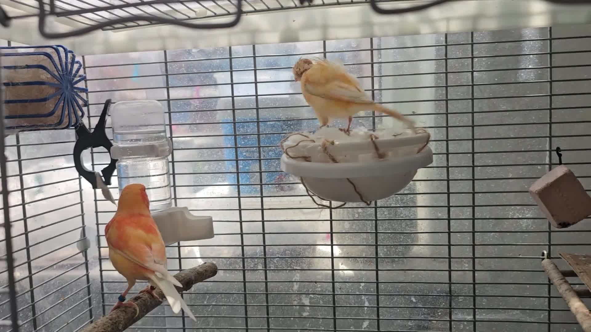 Lovebirds birds for sale: Breeding pair of canaries in Manchester - Video 1