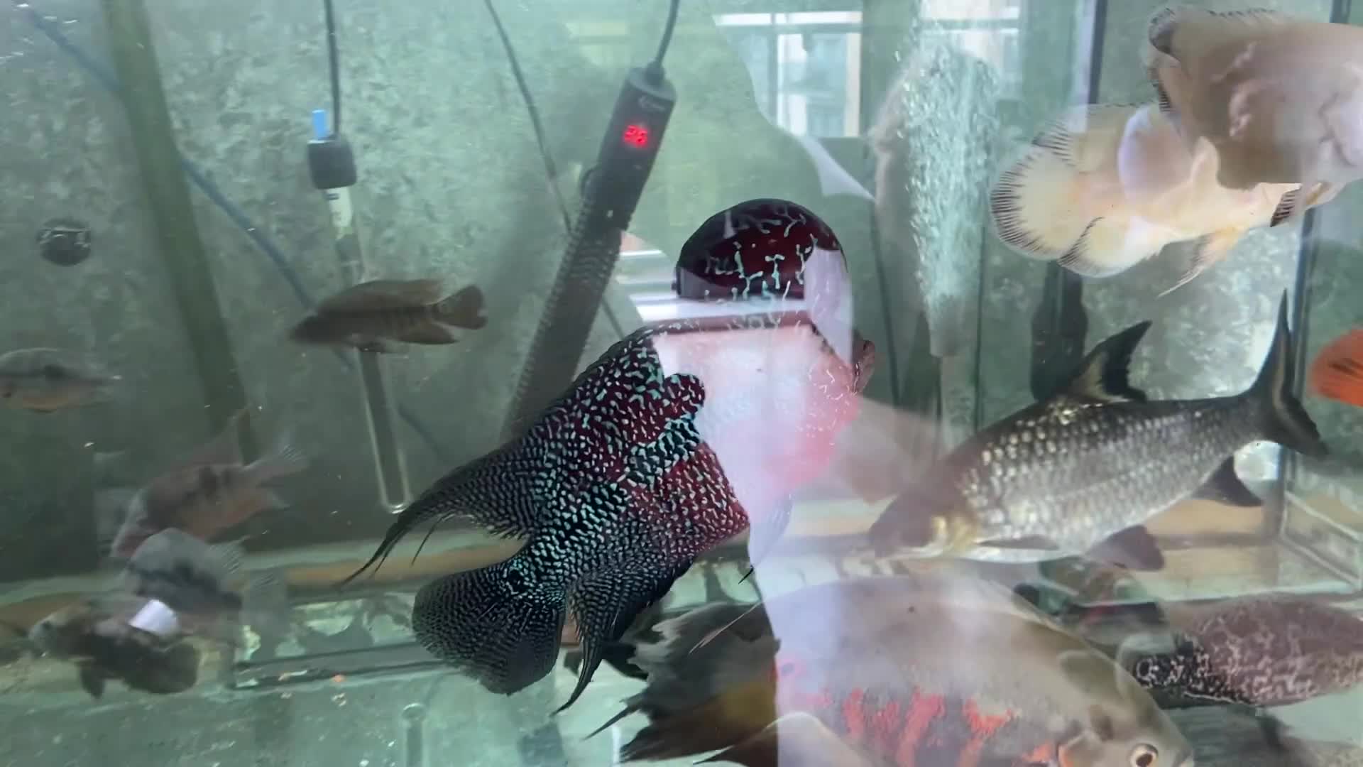 Cichlids fish for sale: American cichlids - Video 1