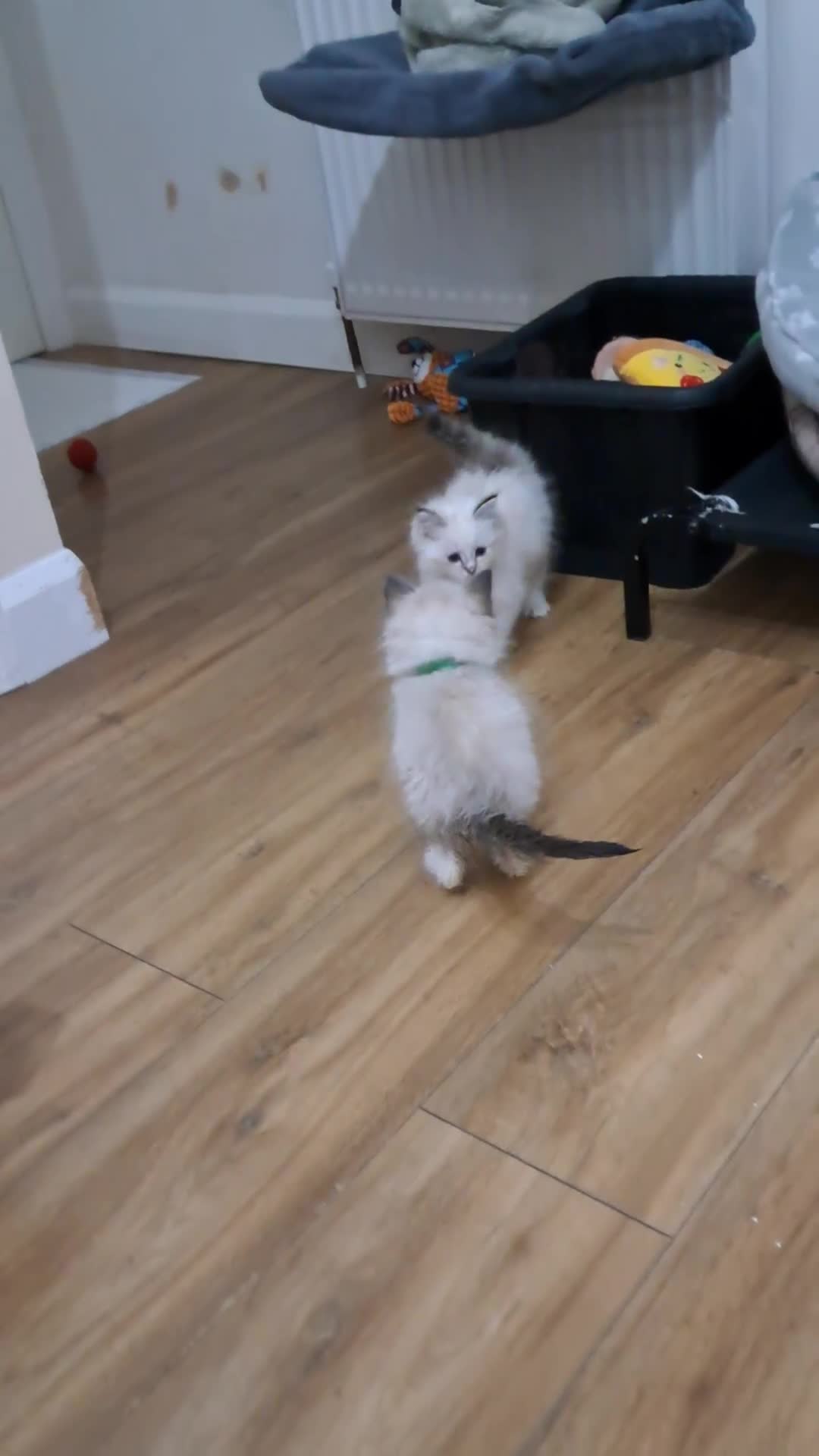 Ragdoll cats for sale:  2 female beautiful Ragdoll kittens left - Video 1