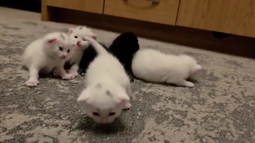 Mixed Breed cats for sale: Mix Breed Kittens in Gillingham - Video 1