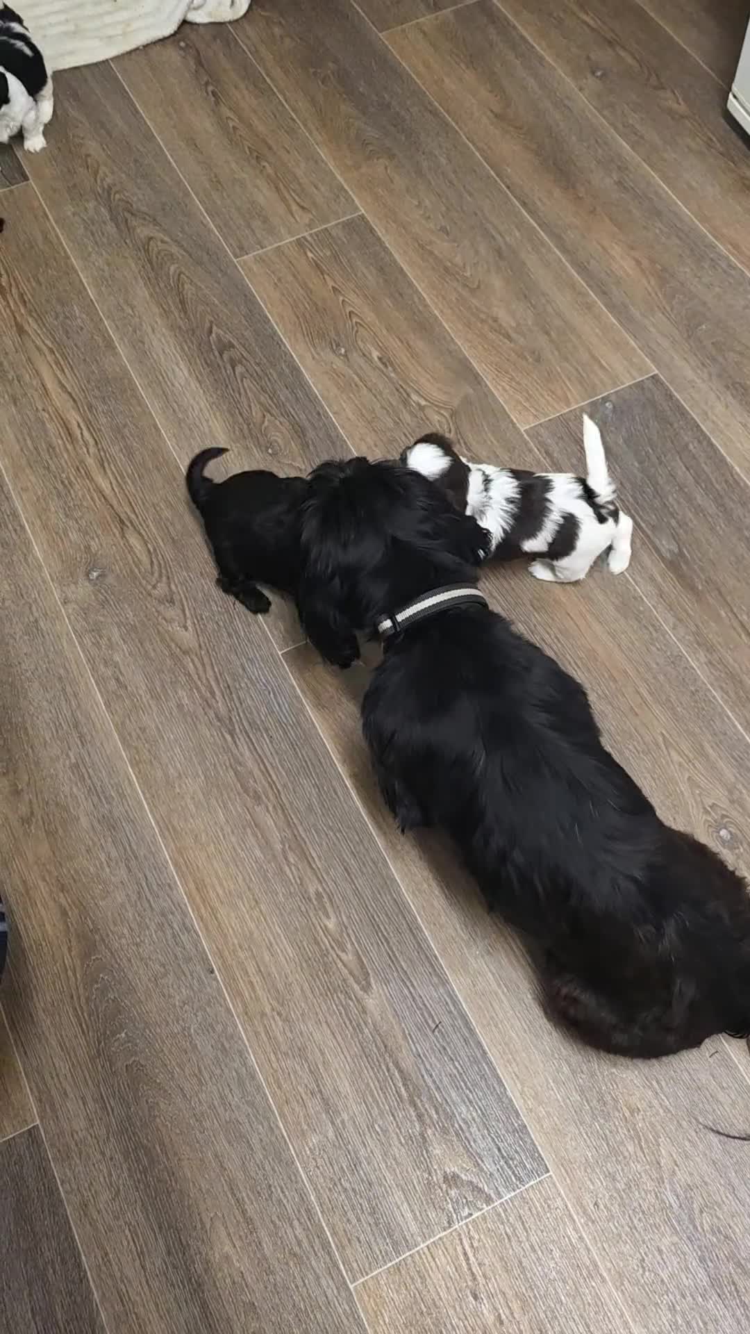 Mixed Breed dogs for sale: Cava-tzu also nown as Shipoo - Video 1