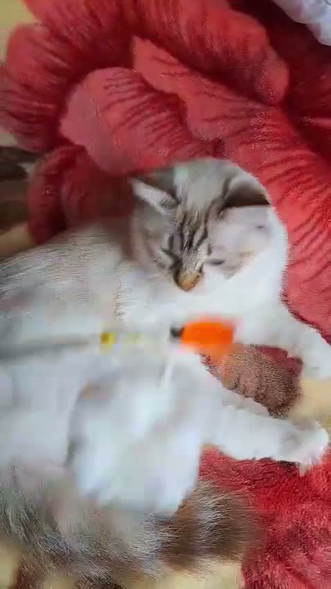 Ragdoll cats for sale: Tica registered exceptional  Ragdolls  - Video 5