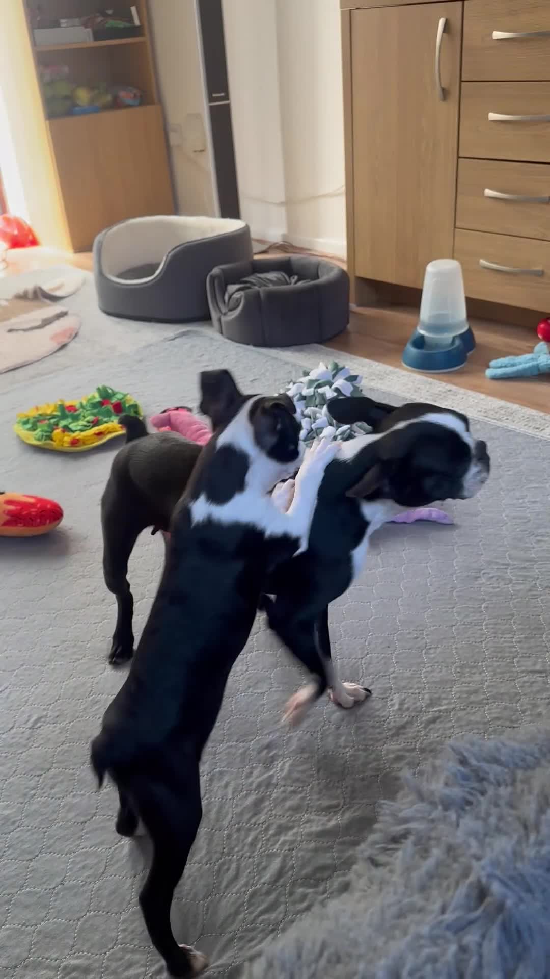Boston Terrier dogs for sale: Boston Terrier KC Reg 1 Girl ready to go 1950  - Video 2