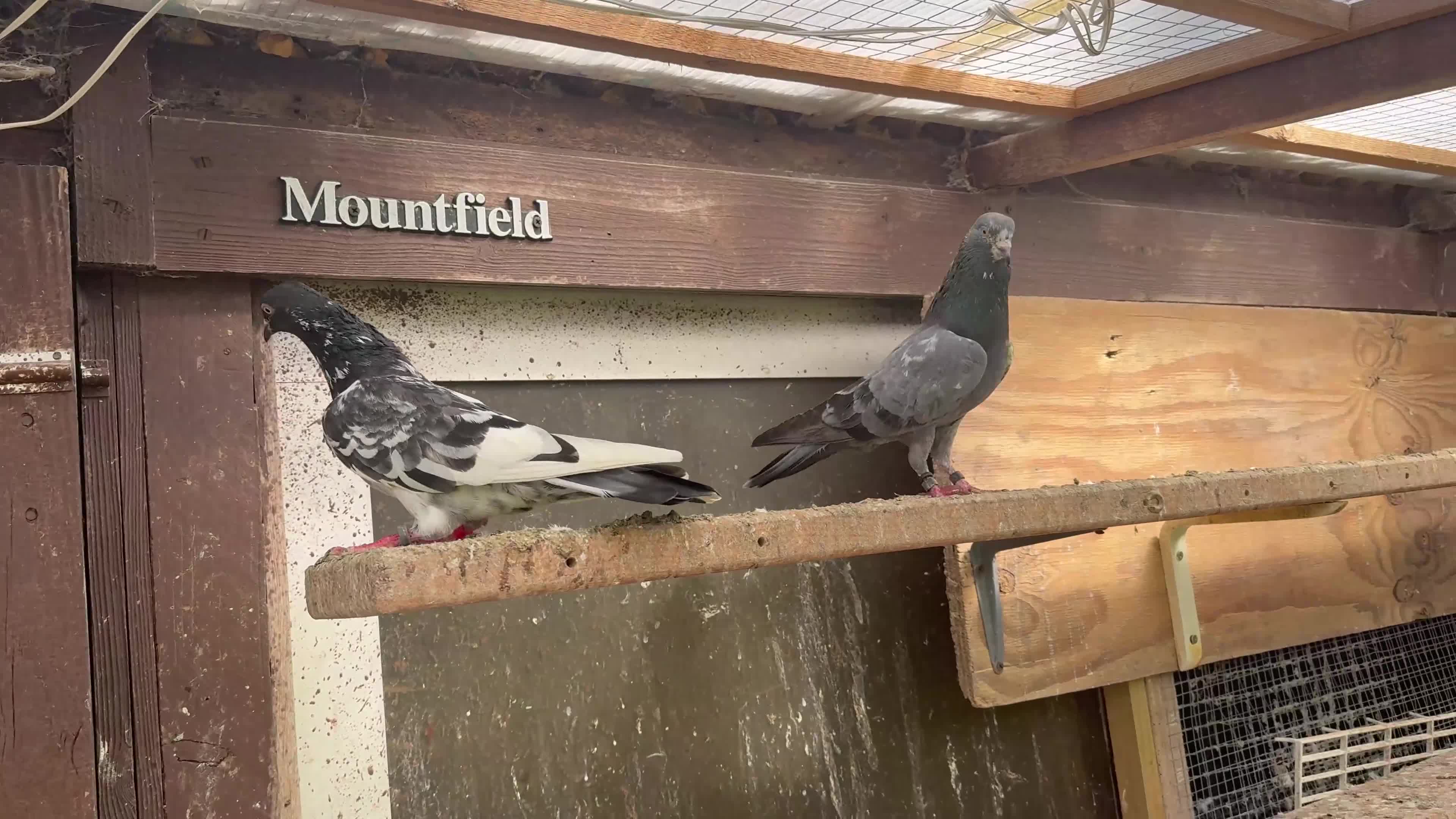 Pigeons birds for sale: Pakistani high flyers for sale  - Video 1