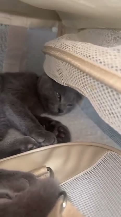 Scottish Fold cats for sale: ✨Kitten looking for forever home ✨ - Video 3