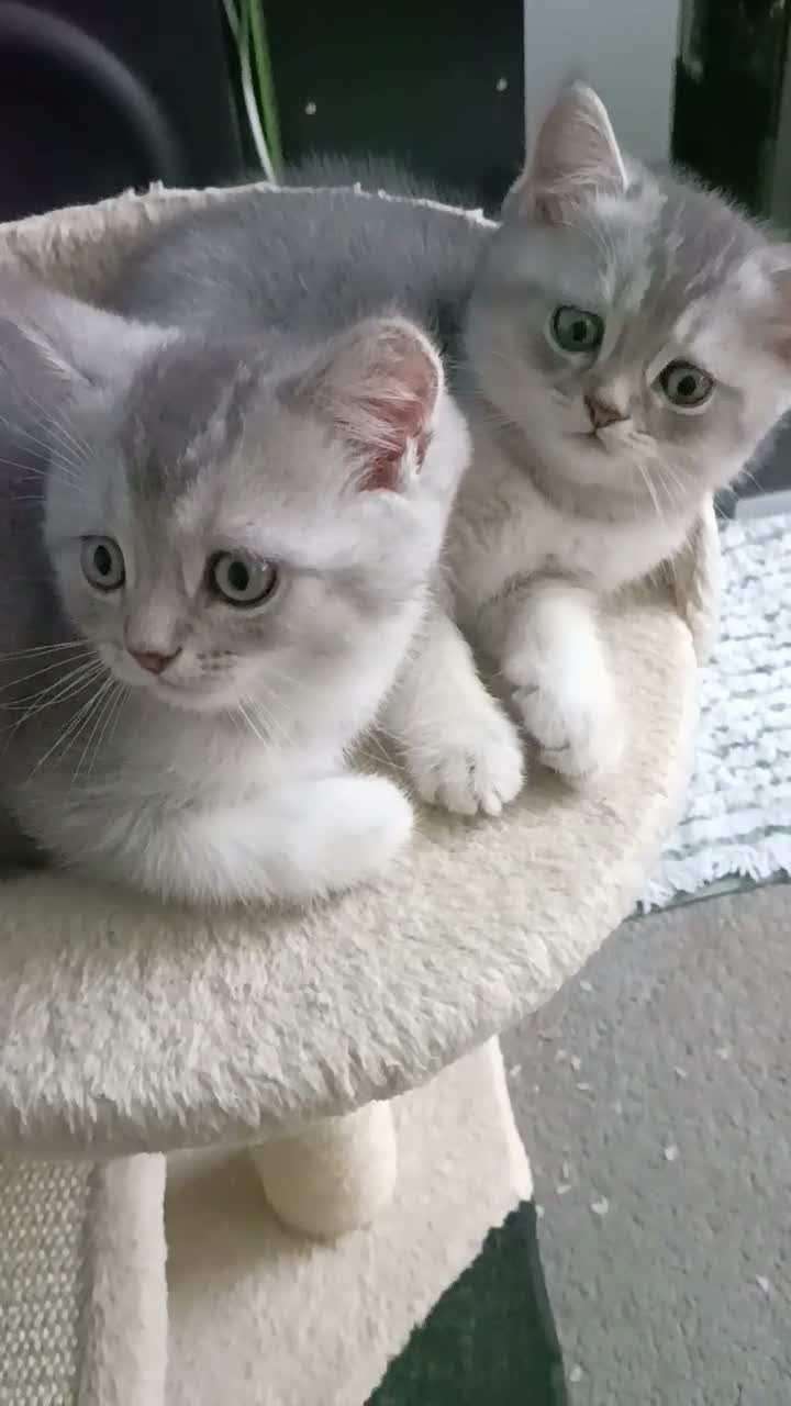 British Shorthair cats for sale: Sweet kitten  - Video 2