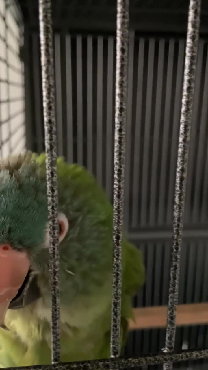 Conures birds for sale: Blue-crowned parakeet  in Bedford - Video 2