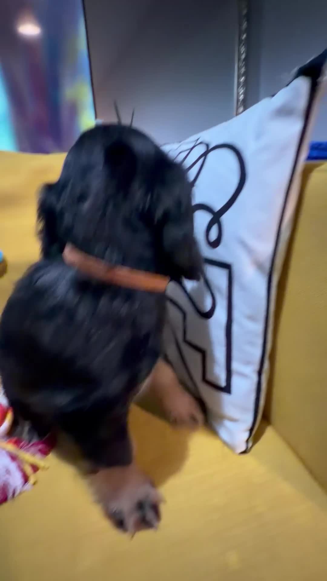 Cocker Spaniel dogs for sale: 7 Stunning Cocker Spaniel Puppies - Video 1