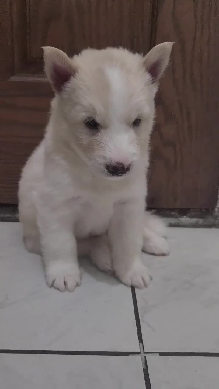 Siberian Husky dogs for sale: ​🐾STUNNING Siberian Husky Puppies💎Blue eyes🐾🐾 - Video 1