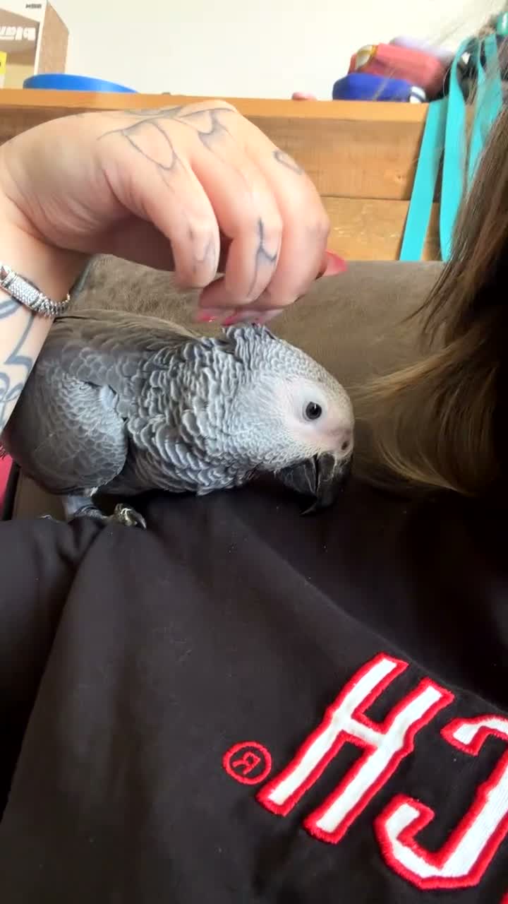 Parrots birds for sale: Dallas - Video 2