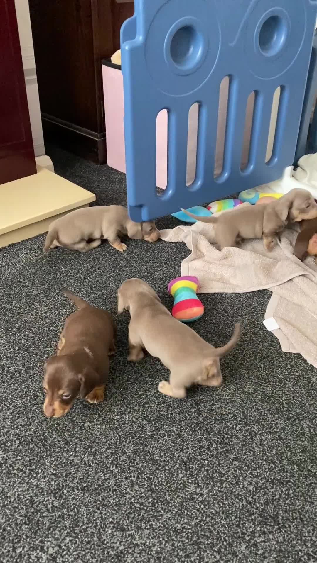 Miniature Dachshund dogs for sale: Kennel club registered dachshund puppys PRA clear  - Video 1