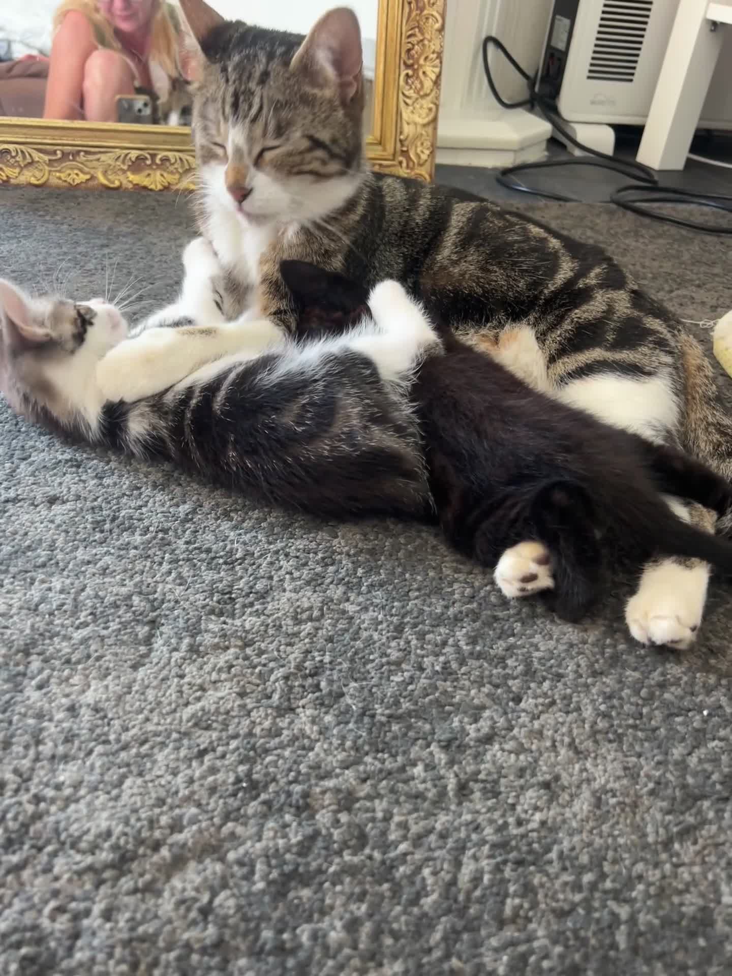 Mixed Breed cats for sale: Healthy and playful kittens for good homes in Chichester - Video 1