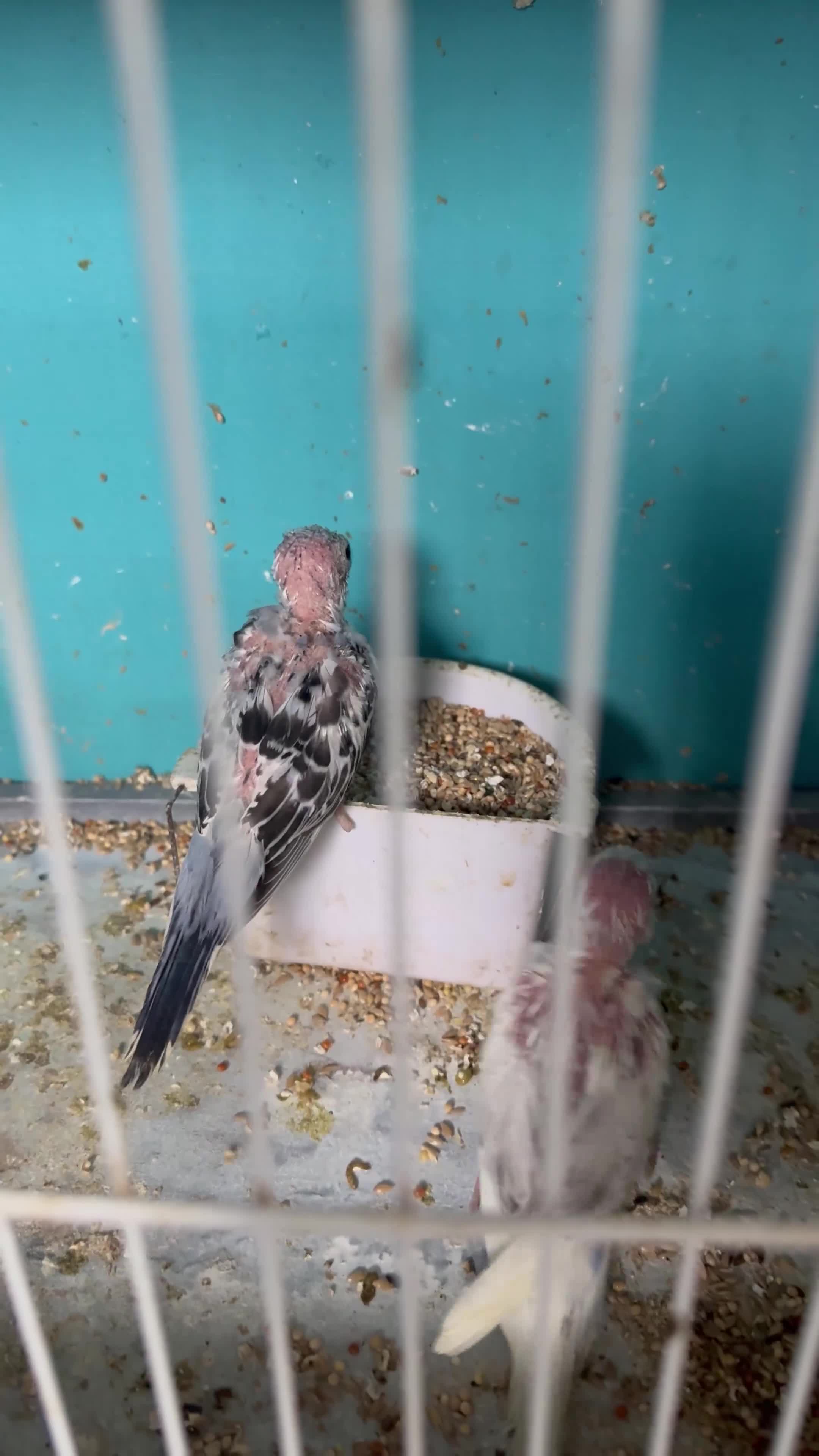 Budgerigars birds for sale: Breeding pairs with chicks - Video 2