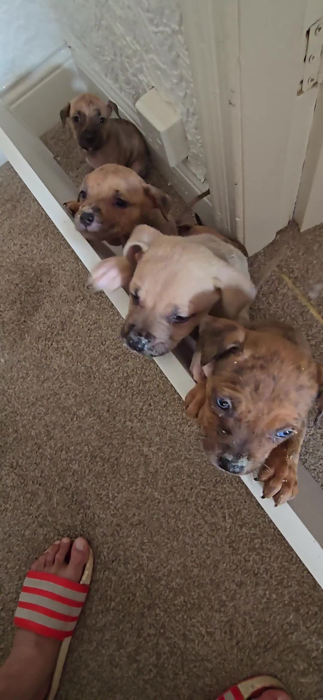 Mixed Breed dogs for sale: 💎 Stunning Brindle Bully Pups – Rare, Ready Now! - Video 3