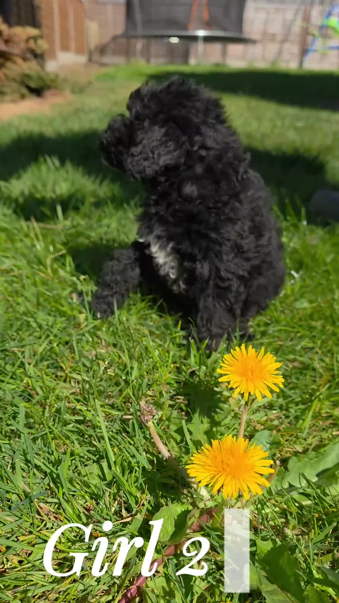 Mixed Breed dogs for sale: Miniature labradoodle cockapoo x bedlington  - Video 4