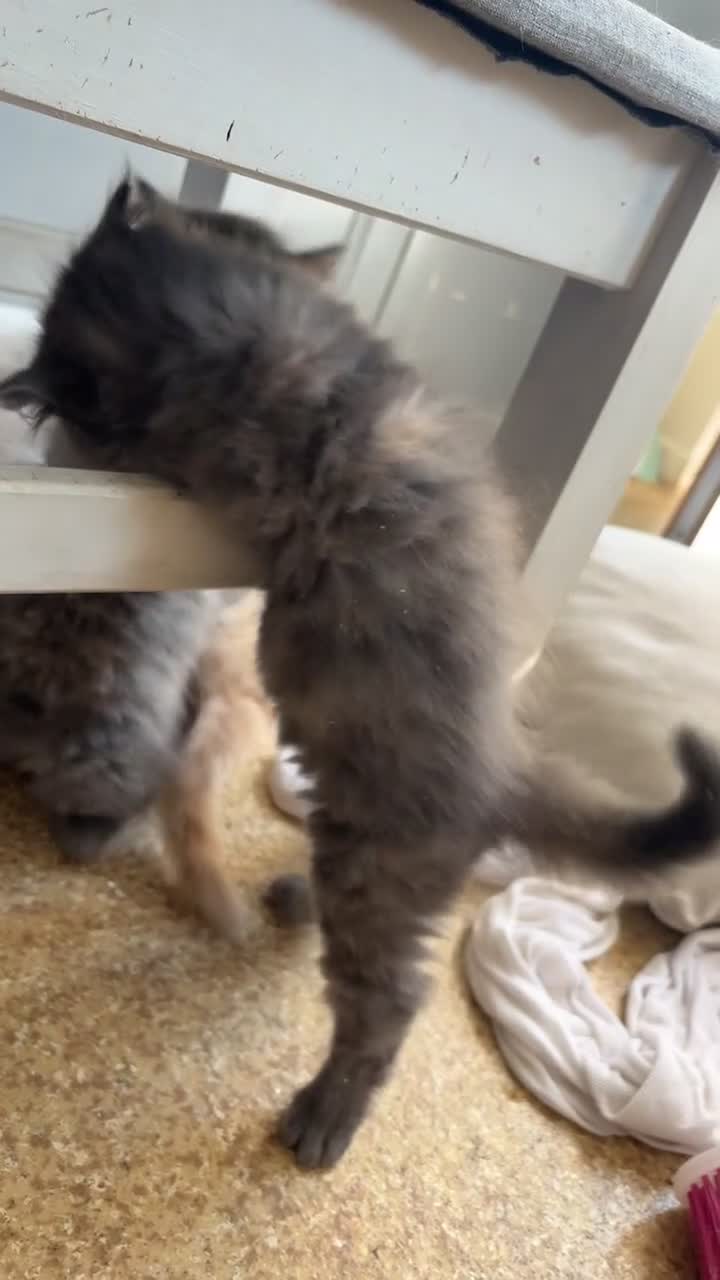 Maine Coon cats for sale: 3/4 Maine coon kittens 😻1 girl left😻 - Video 2