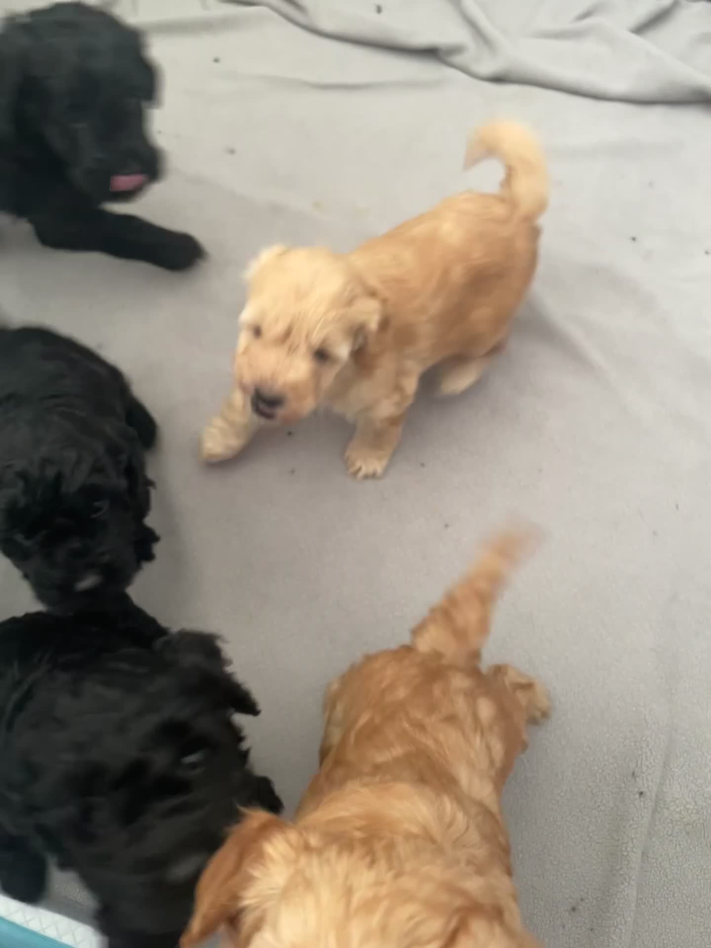 Cockapoo dogs for sale: Beautiful F2B miniature Cockapoos - Black - Video 2