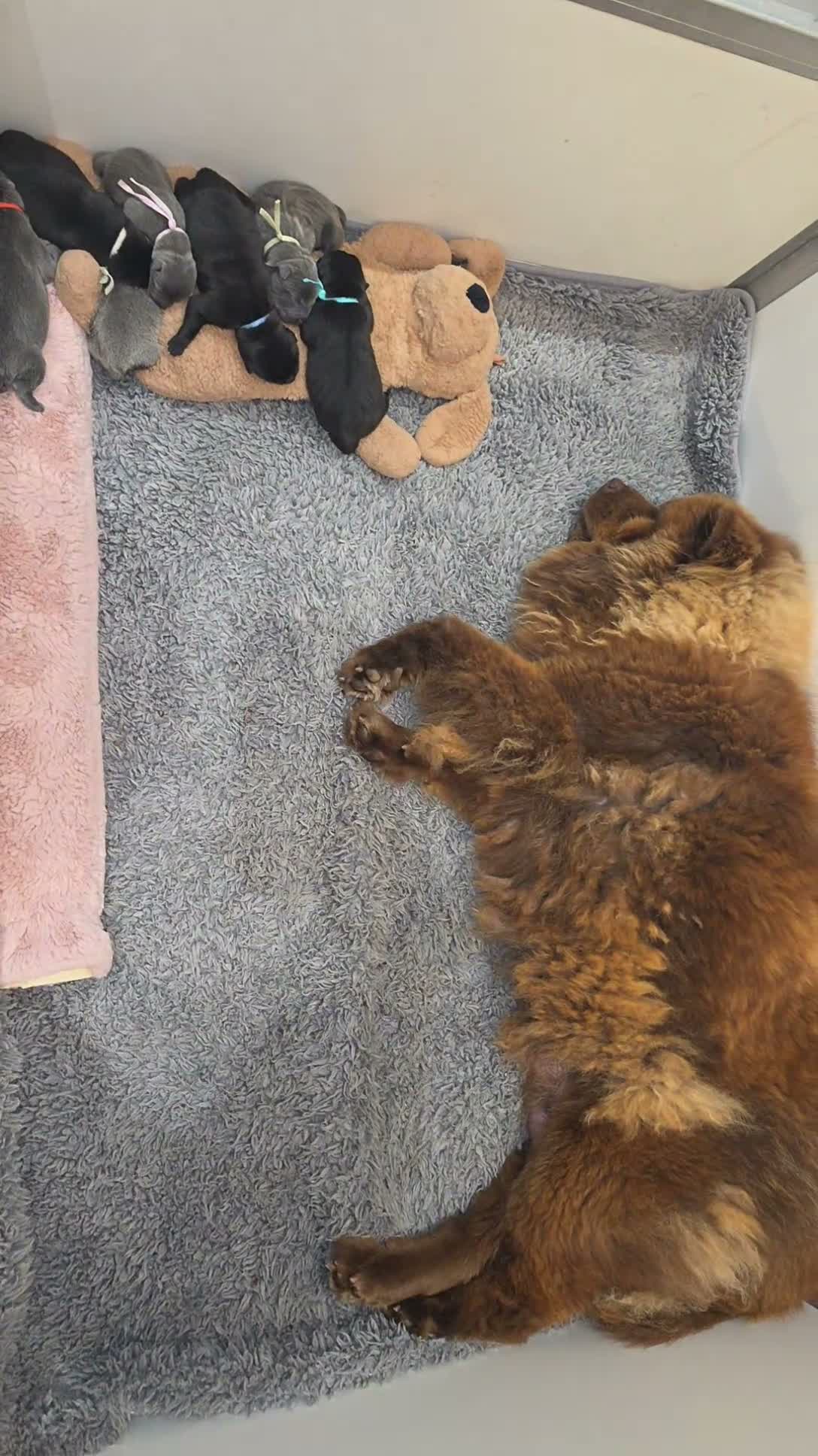 Mixed Breed dogs for sale: Chaffy puppies  - Video 1