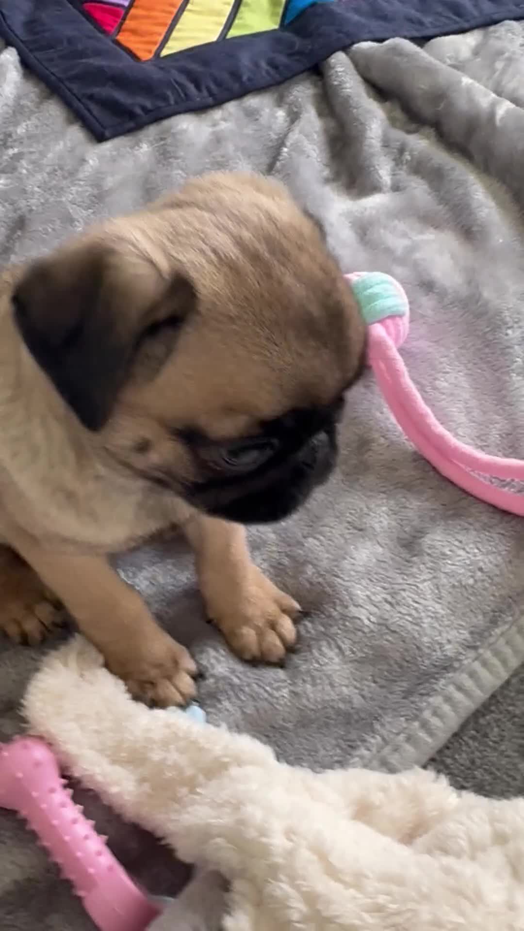 Pug dogs for sale: Kiki pug female - Video 1