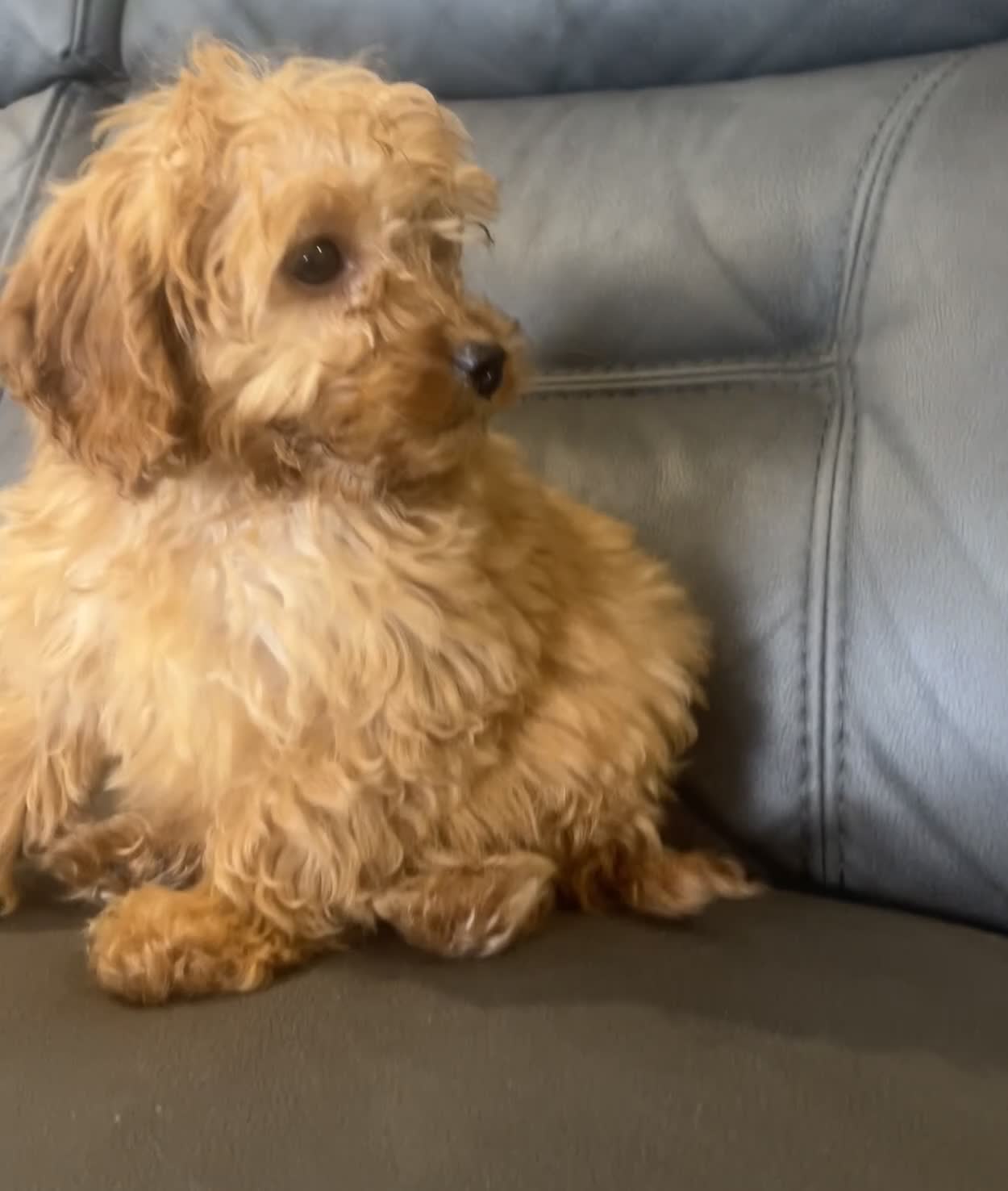 Cockapoo dogs for sale: 🐶F2 cockapoos 🐶 - Video 1