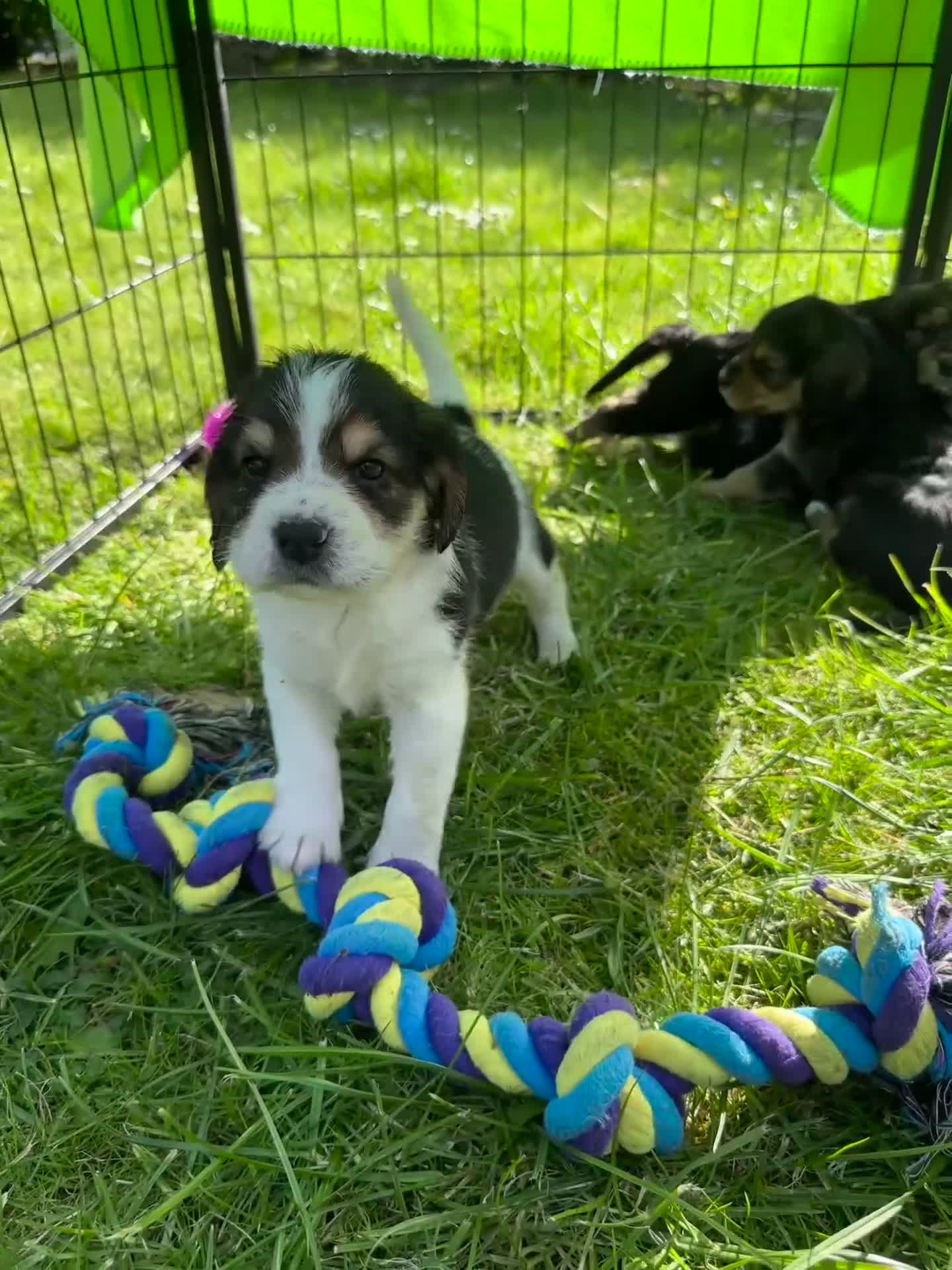 Mixed Breed dogs for sale: Beautiful Beagle x Cavapoo Puppies 🐶  - Video 1
