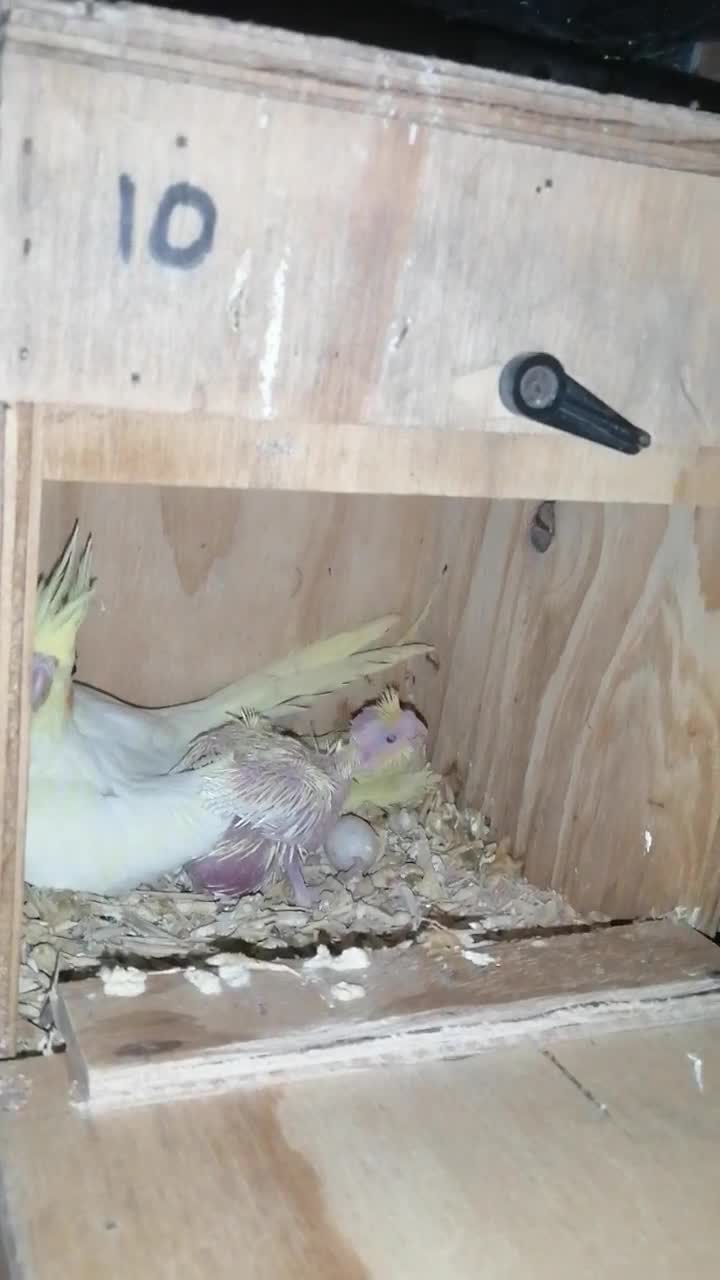 Cockatiels birds for sale: Range Of Cockatiels *read description - Video 1