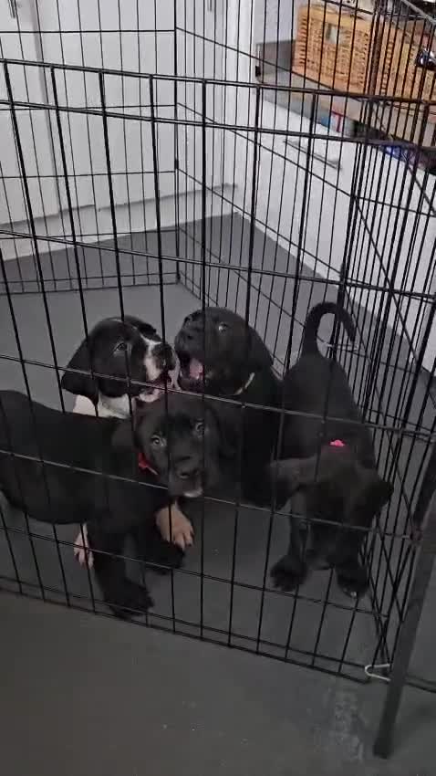 Mixed Breed dogs for sale: Bullmastiff cross puppies - Video 2