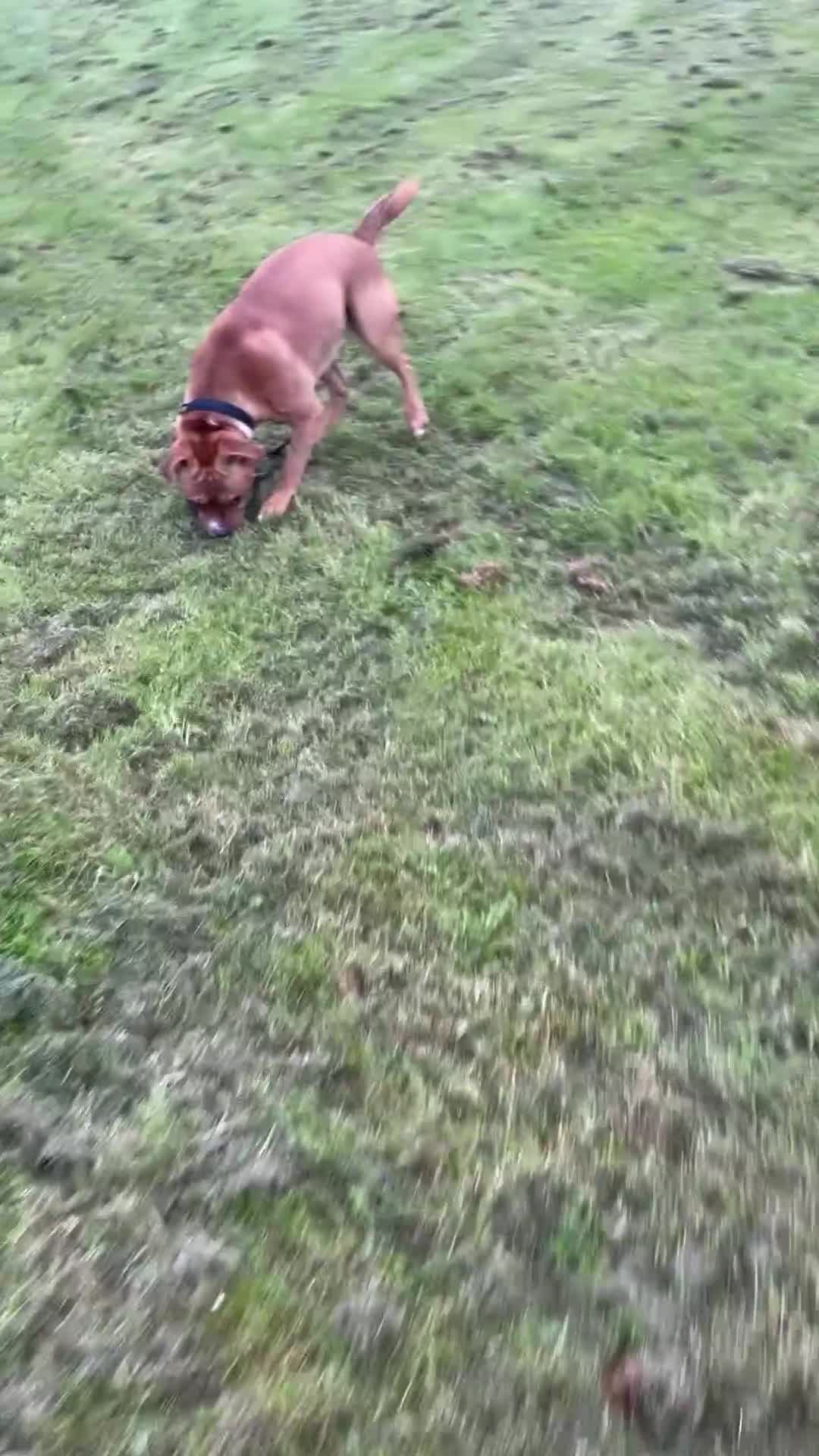 Mixed Breed dogs for sale: Dog for sale in Doncaster - Video 1