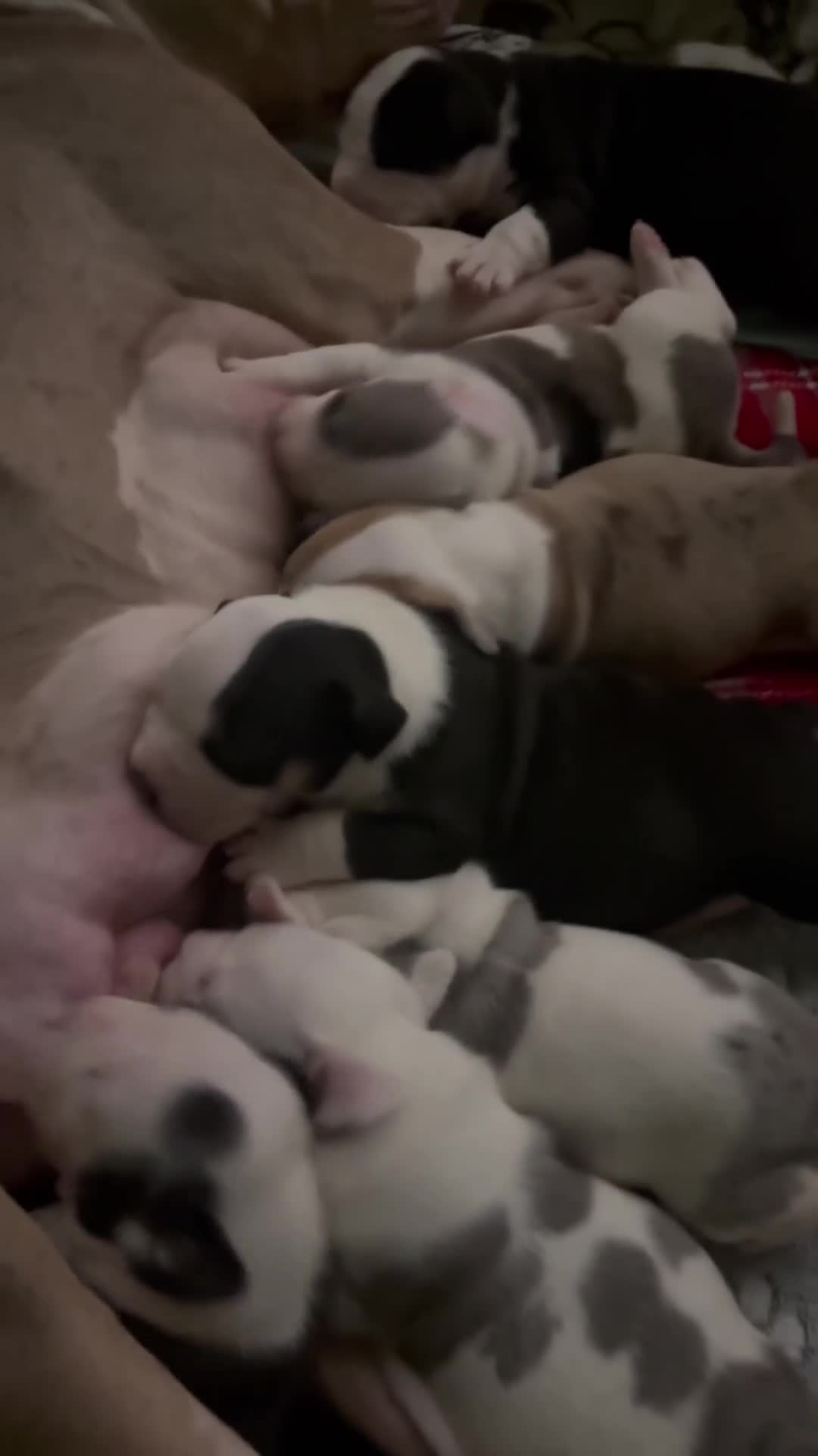 American Bulldog dogs for sale: Beautiful American Bulldogs - Family Raised  in London - Video 2