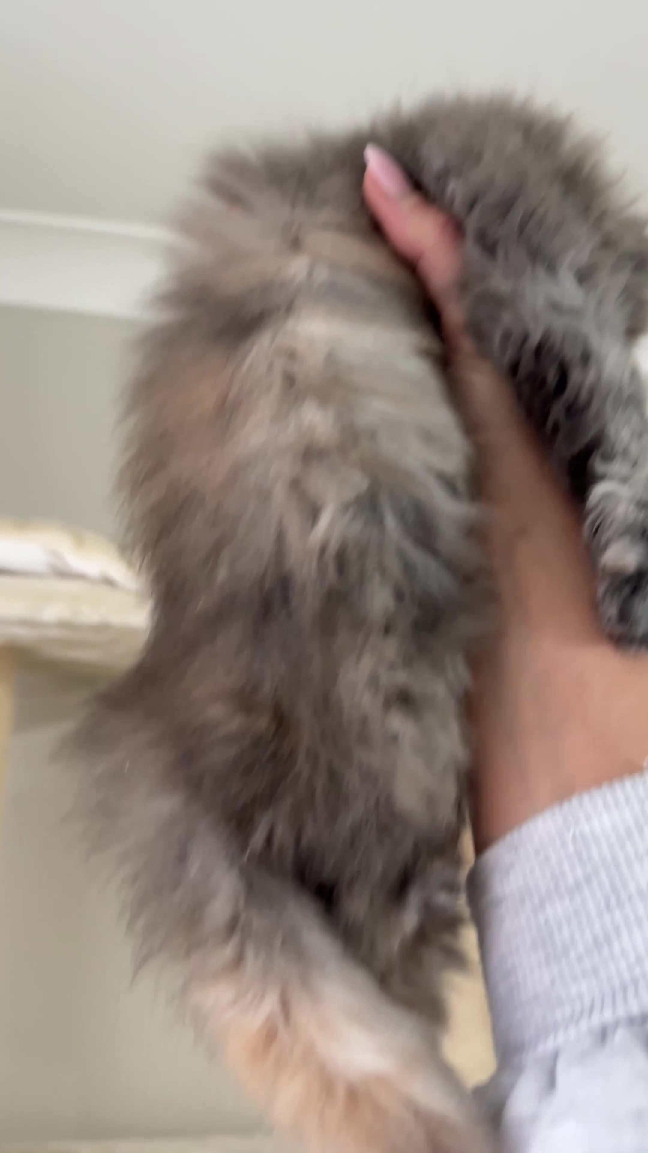 Maine Coon cats for sale: Stunning TICA Registered Maine Coon Kittens - Video 3