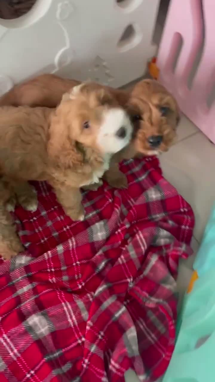 Cockapoo dogs for sale: F1 MINIATURE SHOW TYPE COCKAPOO PUPPIES  - Video 2