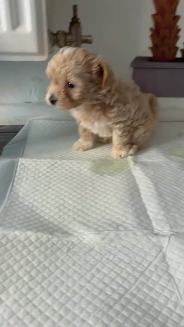 Maltipoo dogs for sale: Maltipoo puppies  - Video 2
