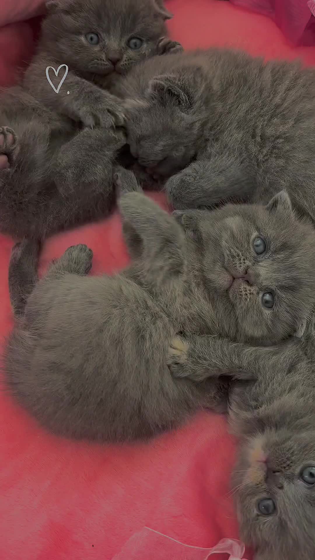 British Shorthair cats for sale: 🐻Beautiful bsh/scottish fold little bears 🐻  - Video 3