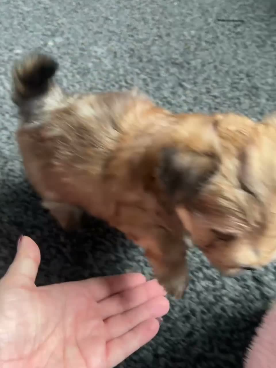 Mixed Breed dogs for sale: Yorkie pom boys  - Video 2