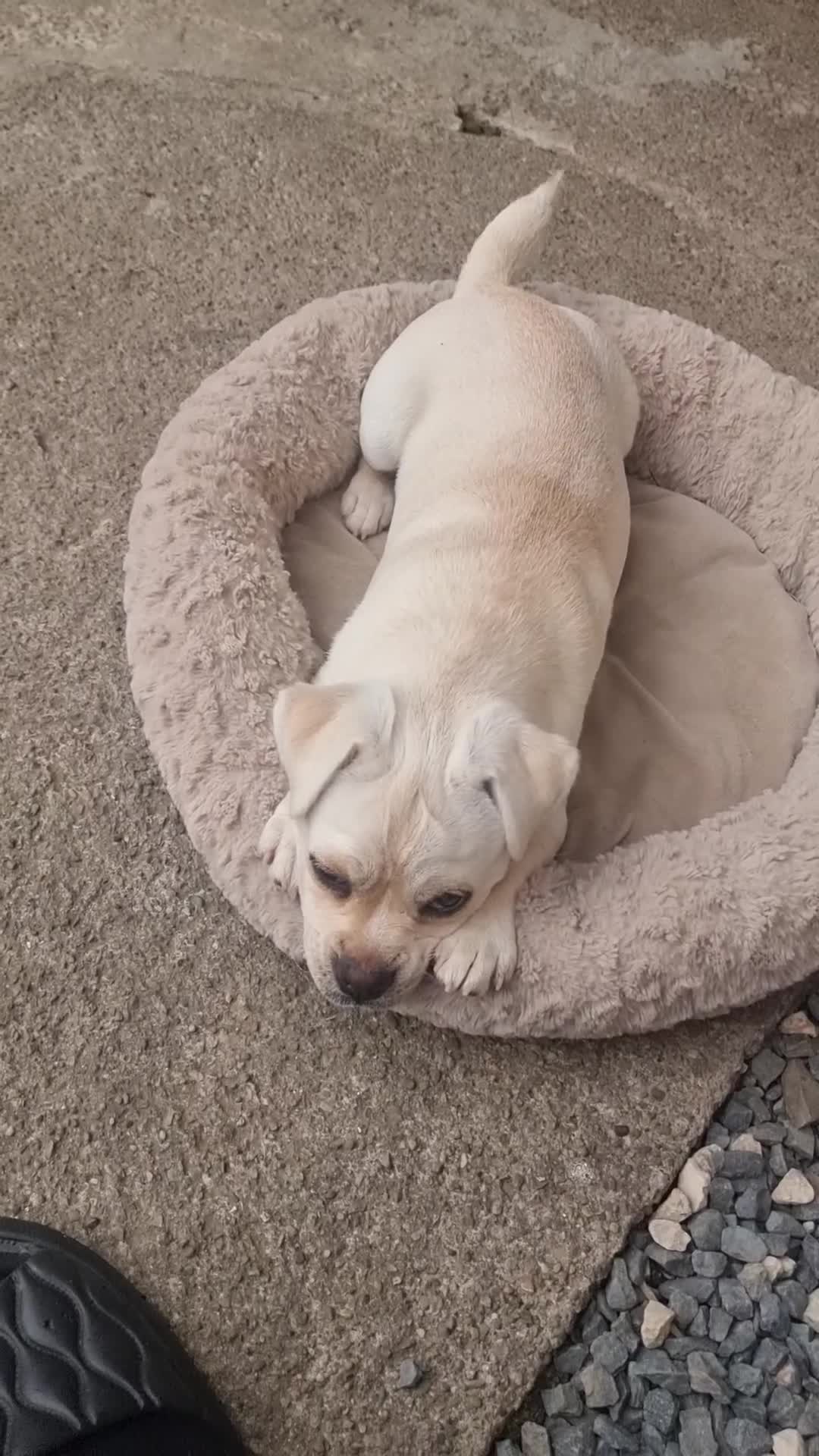 Mixed Breed dogs for sale: Little Bella - Video 1