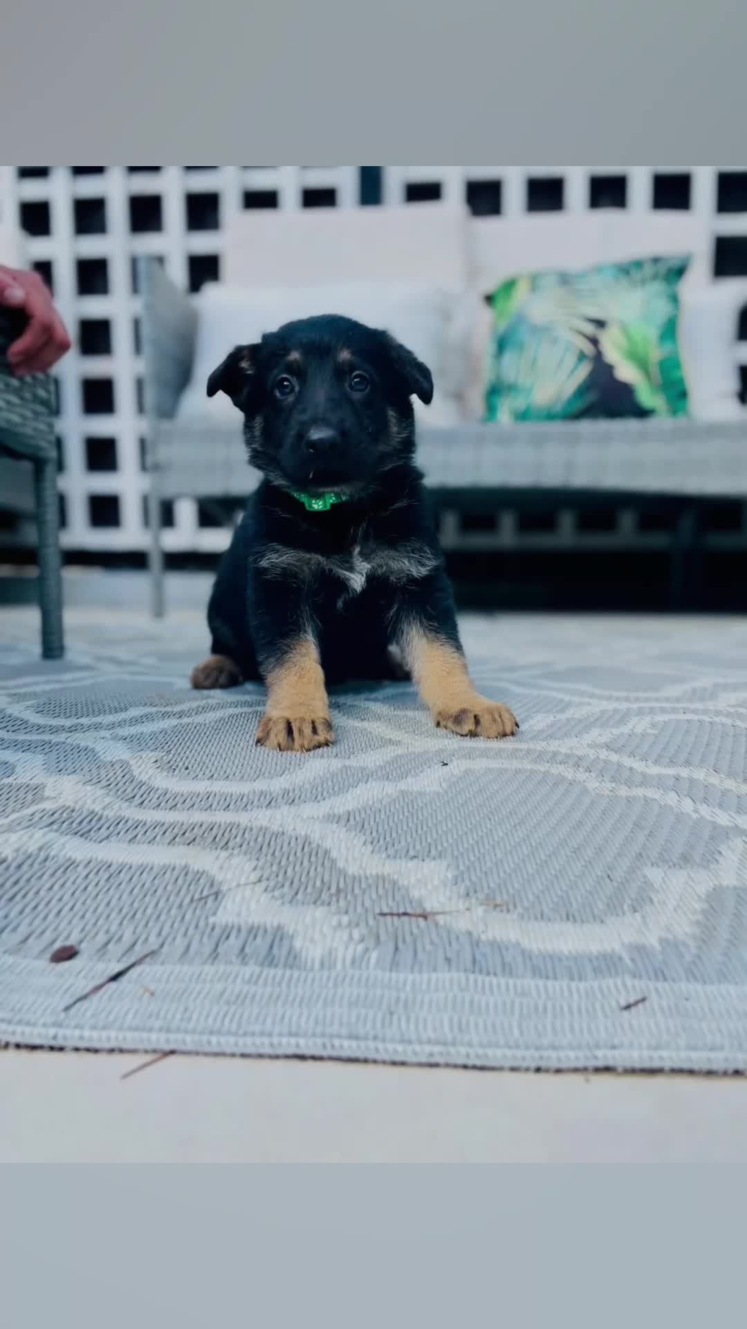 German Shepherd dogs for sale: Pedigree Club documents german shepherds puppies - Video 3