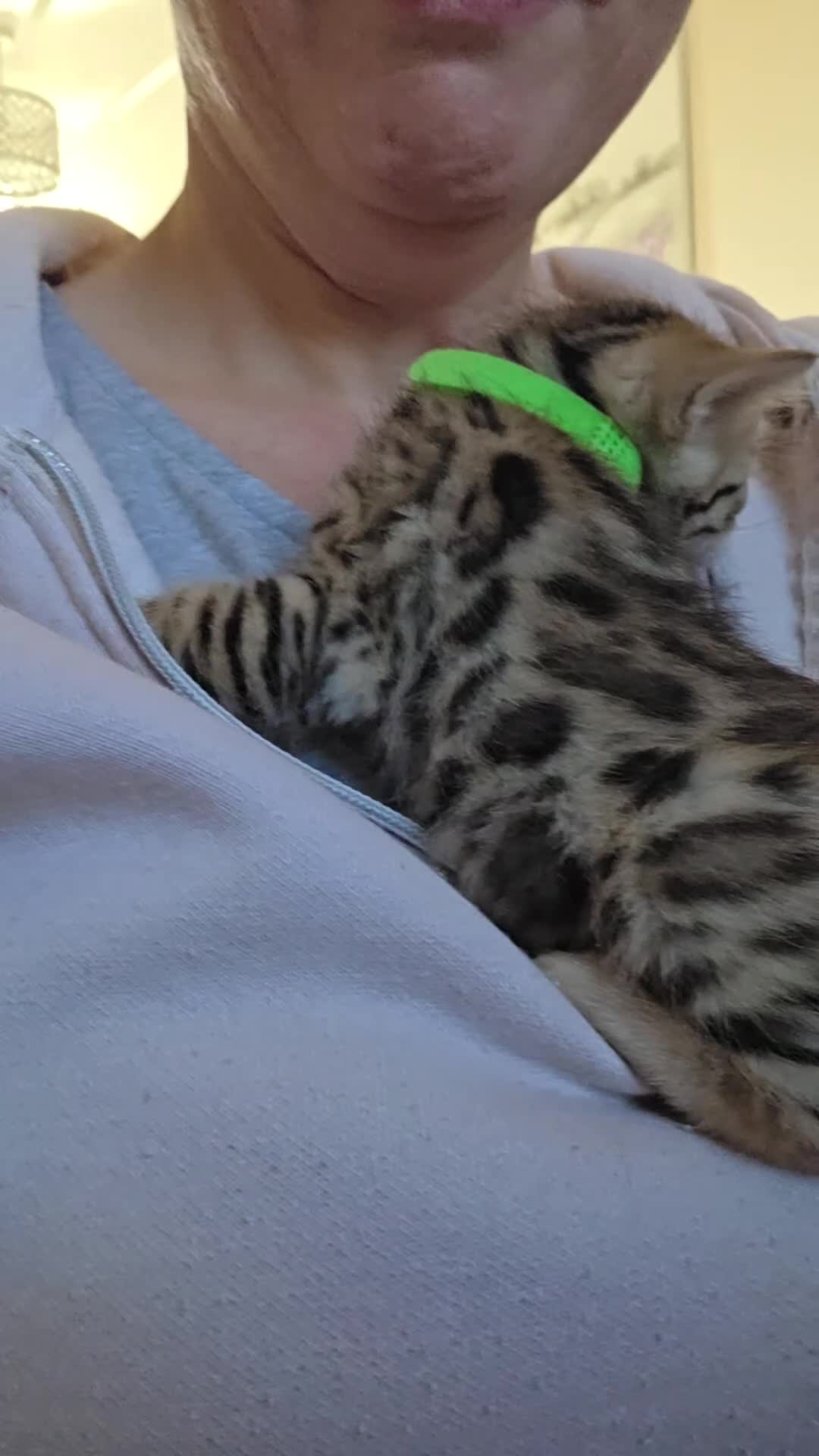 Bengal cats for sale: TICA reg neutered full bengal kittens - Video 1