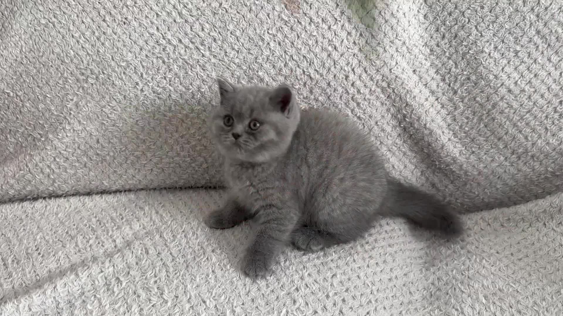 British Shorthair cats for sale: Pedigree BSH kittens  - Video 3