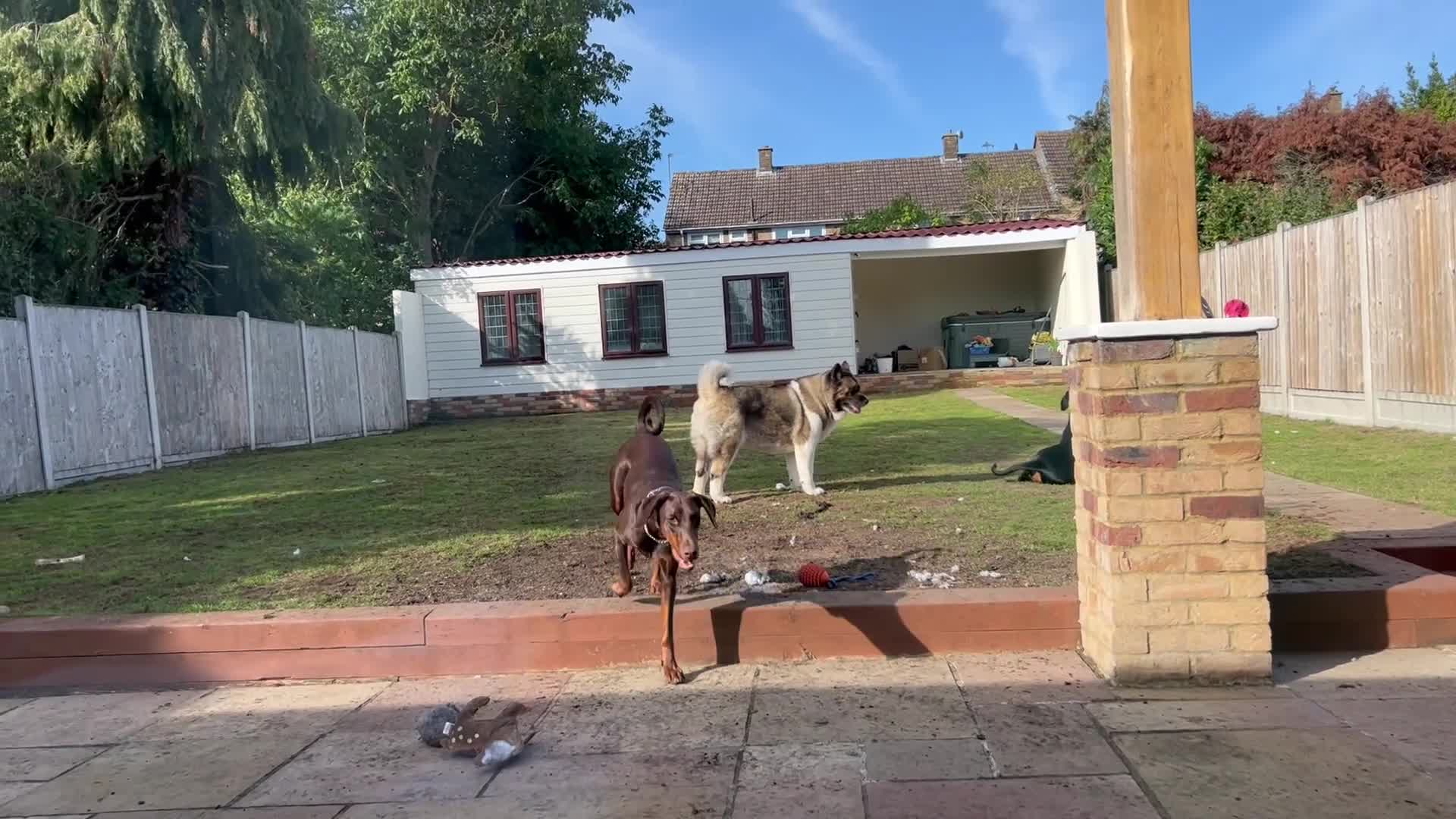 Dobermann dogs for sale: Dobermann female 1yo for rehome - Video 1