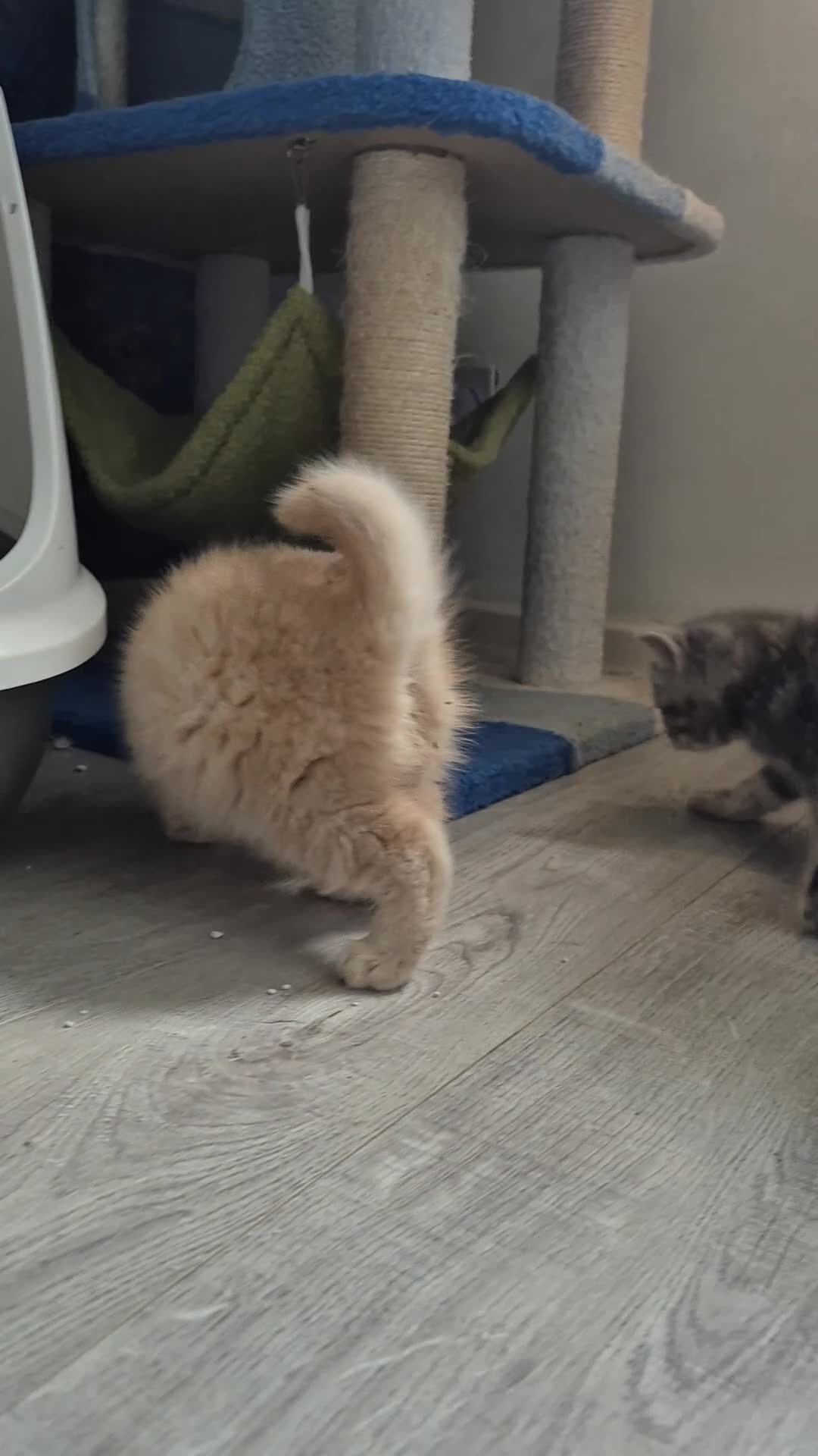 British Shorthair cats for sale: british shorthair & longhair - Video 2