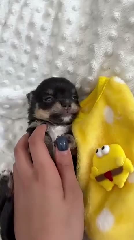Chihuahua dogs for sale: Two XXX Small chihuahua puppies  - Video 2