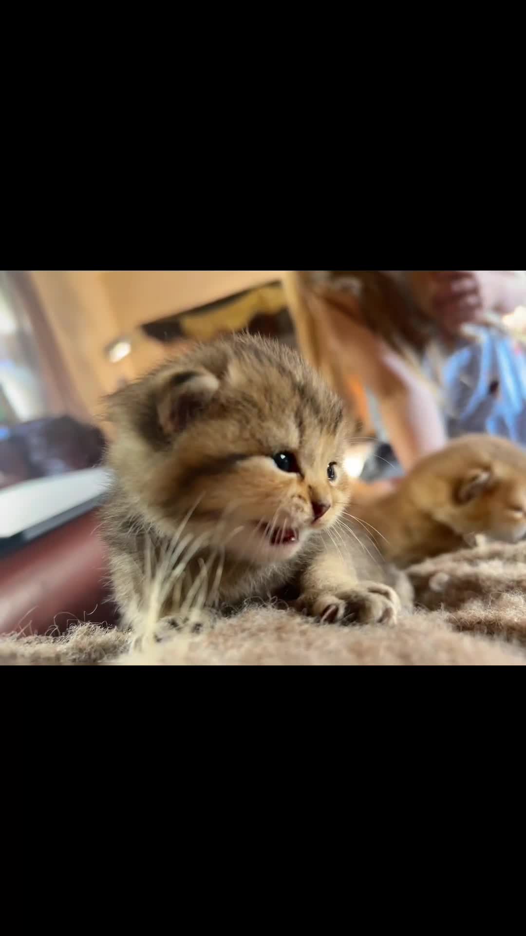British Shorthair cats for sale: GCCF Registered British Shorthair Kittens Golden🌟 - Video 4