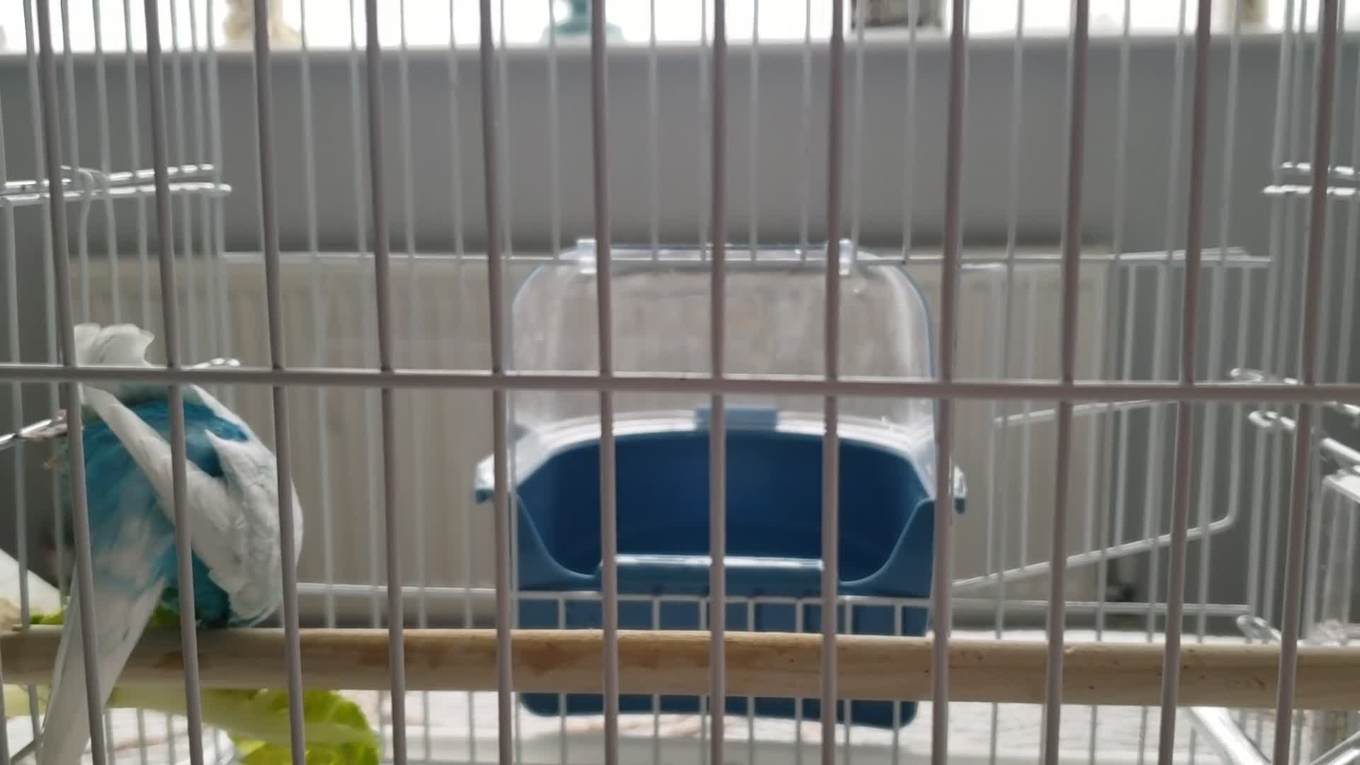 Budgerigars birds for sale: Male budgie approx. 18 months old in Cannock - Video 1