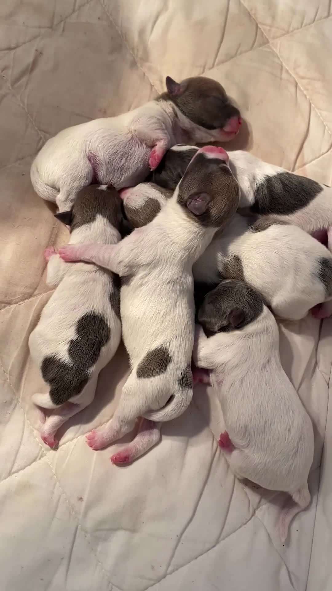 Jack Russell dogs for sale: White,blue,red tri jack Russell pups  - Video 1